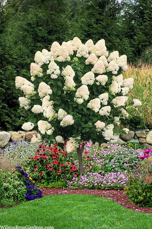 Hydrangea Paniculata 'grandiflora' Tree Form - View 4 from www redcrocus com