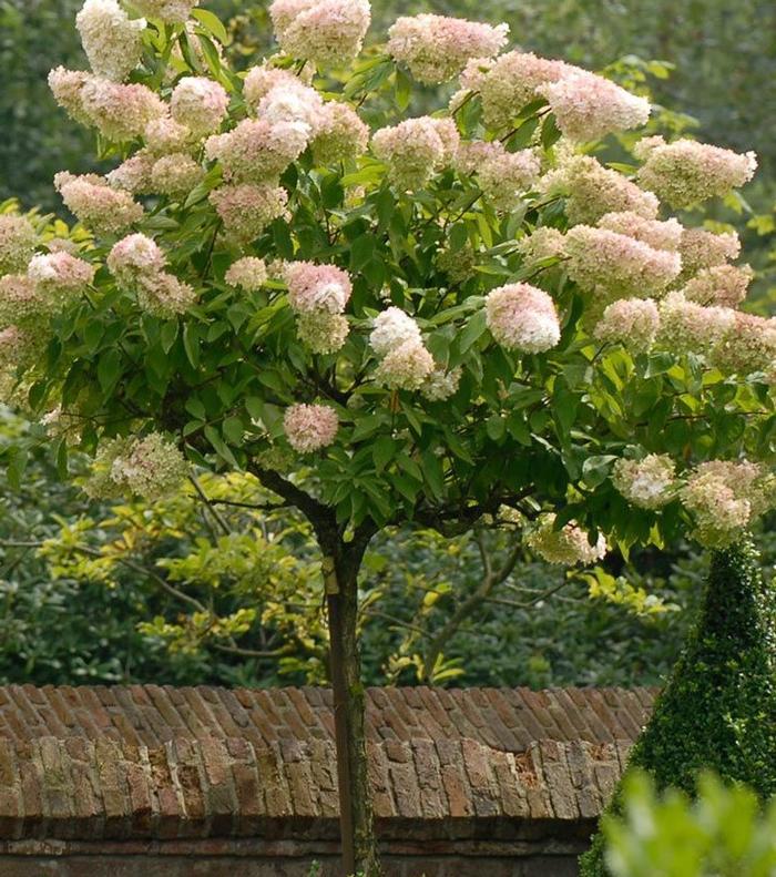 Hydrangea Paniculata 'grandiflora' Tree Form - View 5 from www redcrocus com