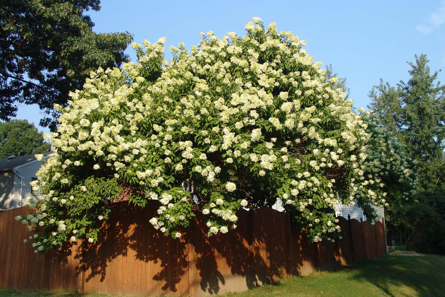 Hydrangea Paniculata 'grandiflora' Tree Form - View 8 from www redcrocus com