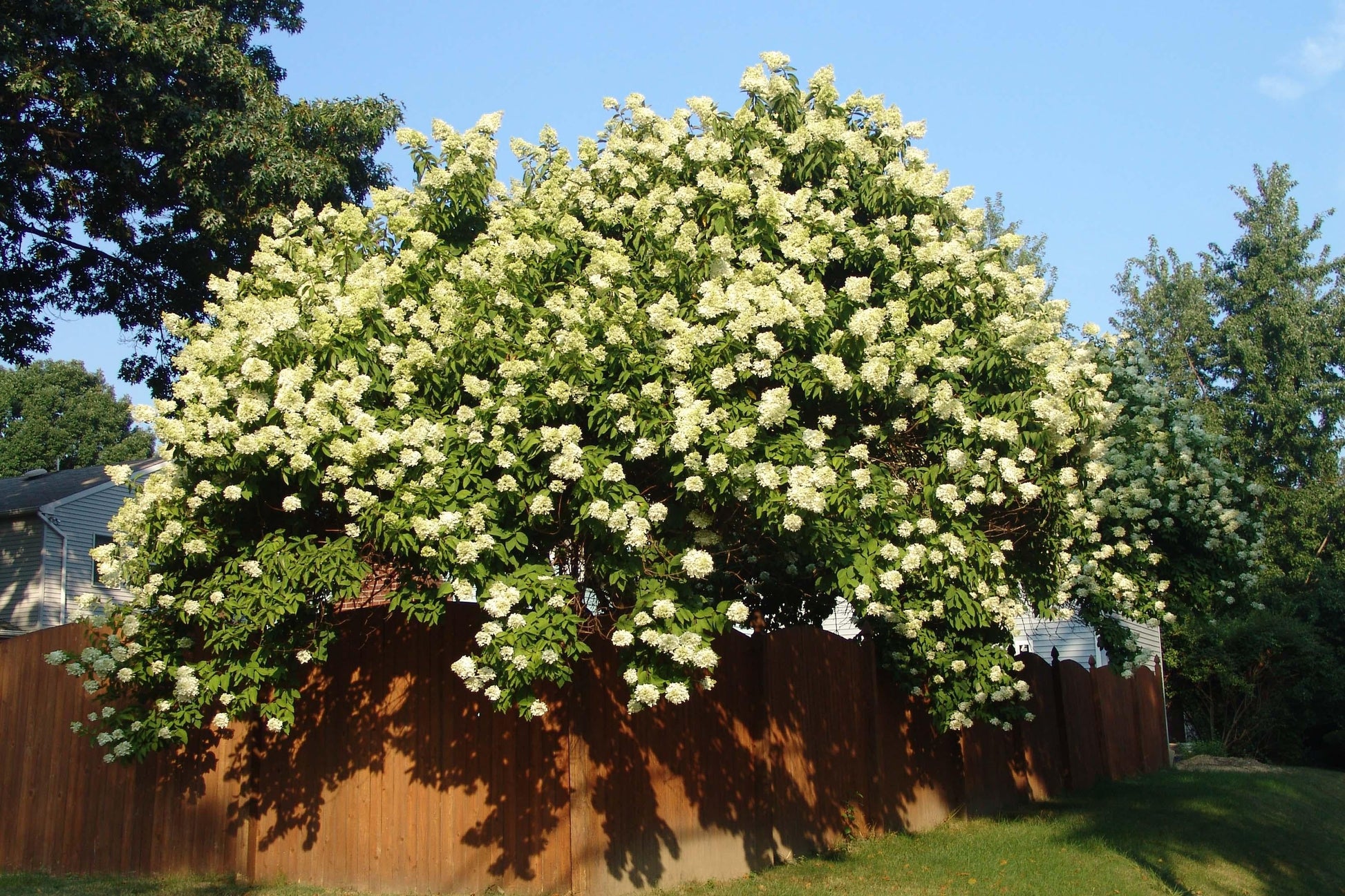 Hydrangea Paniculata 'grandiflora' Tree Form - View 8 from www redcrocus com