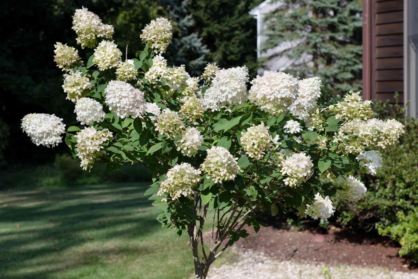 Hydrangea Paniculata 'grandiflora' Tree Form - View 9 from www redcrocus com