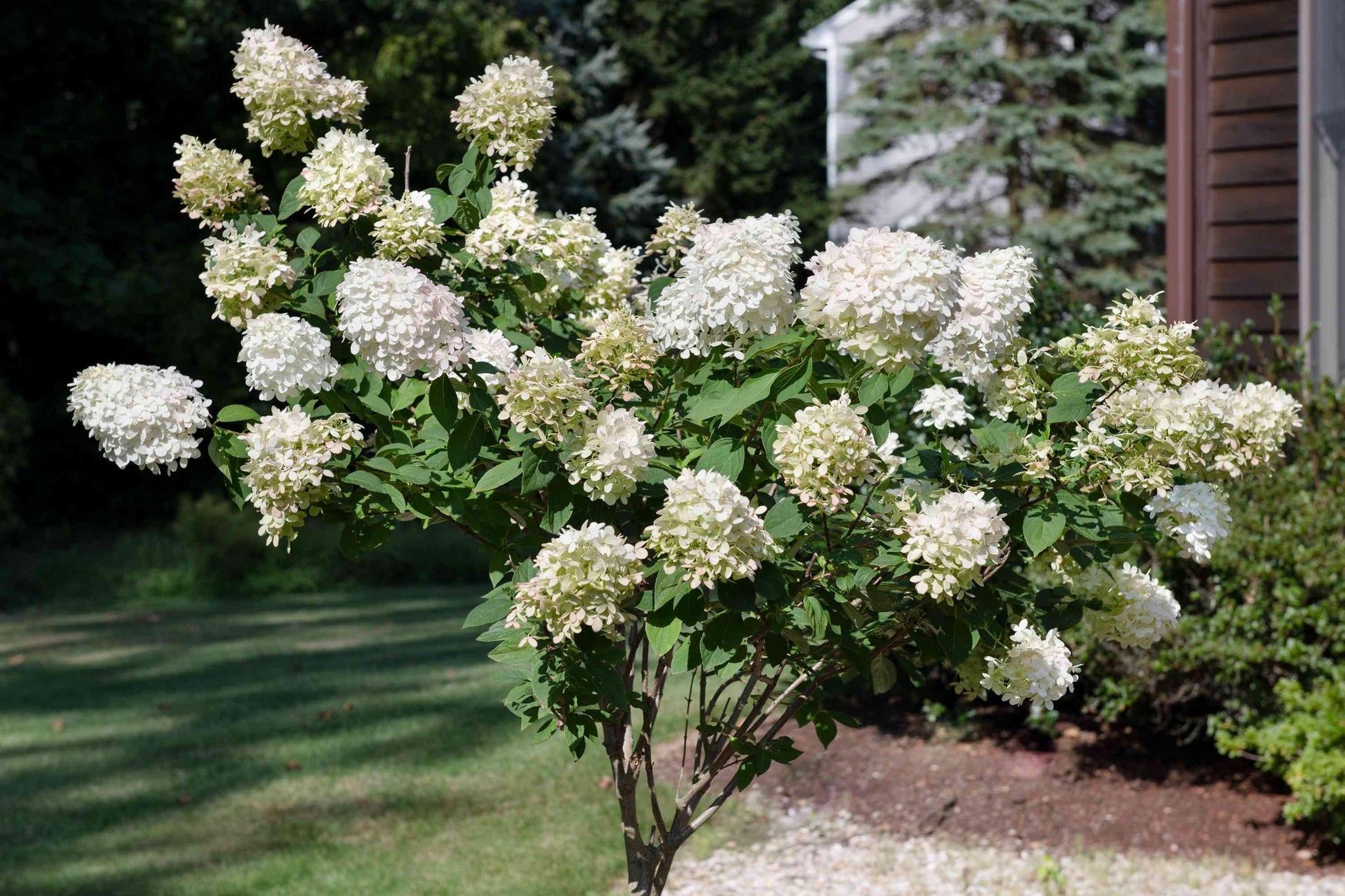 Hydrangea Paniculata 'grandiflora' Tree Form - View 9 from www redcrocus com