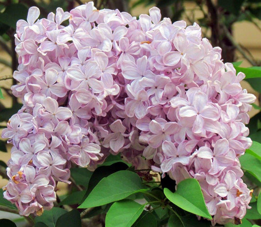 Syringa Vulgaris - View 1 from www redcrocus com