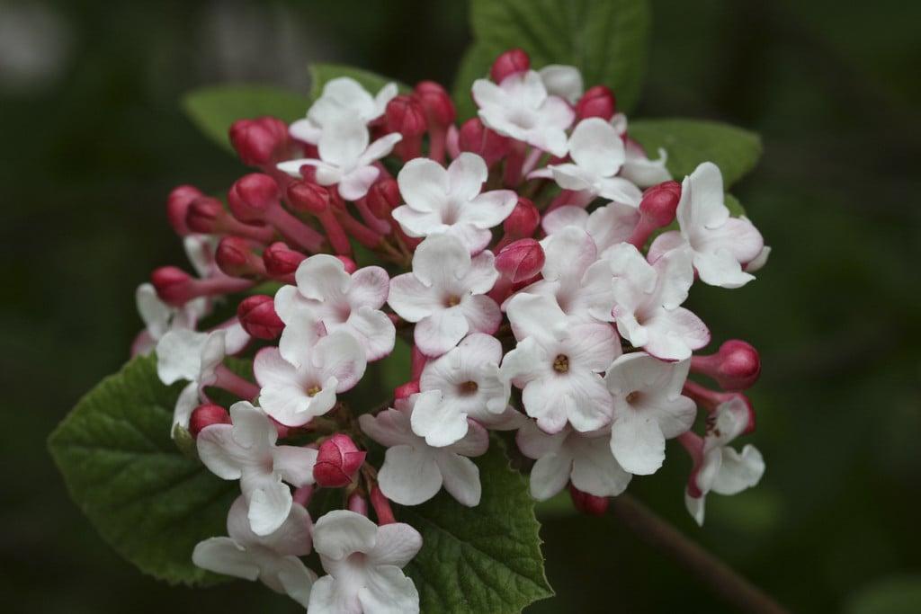 Viburnum Carlesii - View 12 from www redcrocus com