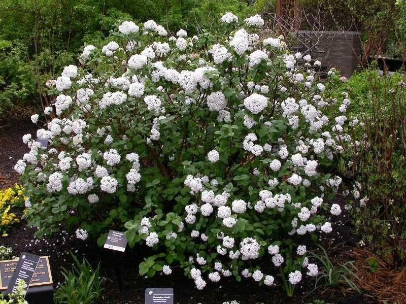 Viburnum Carlesii - View 17 from www redcrocus com