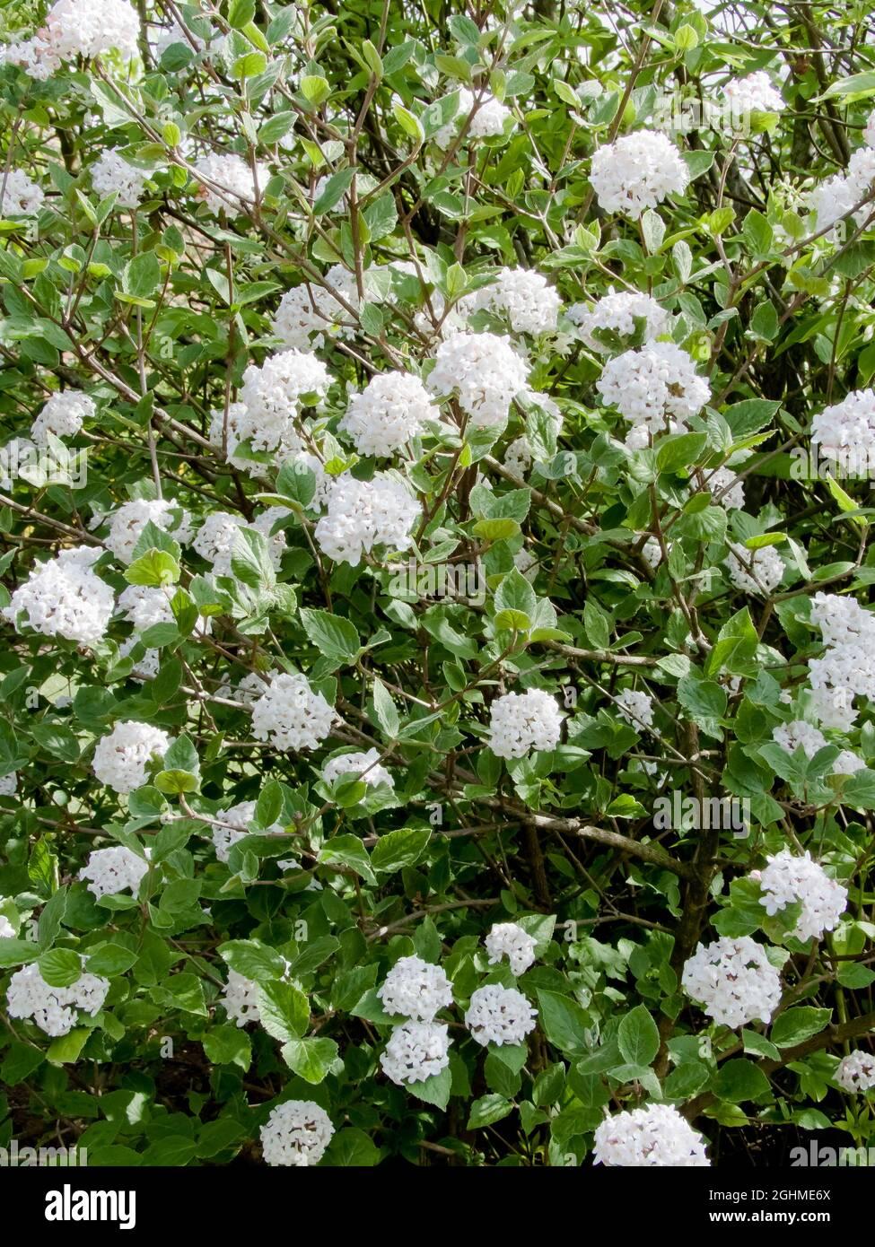Viburnum Carlesii - View 18 from www redcrocus com