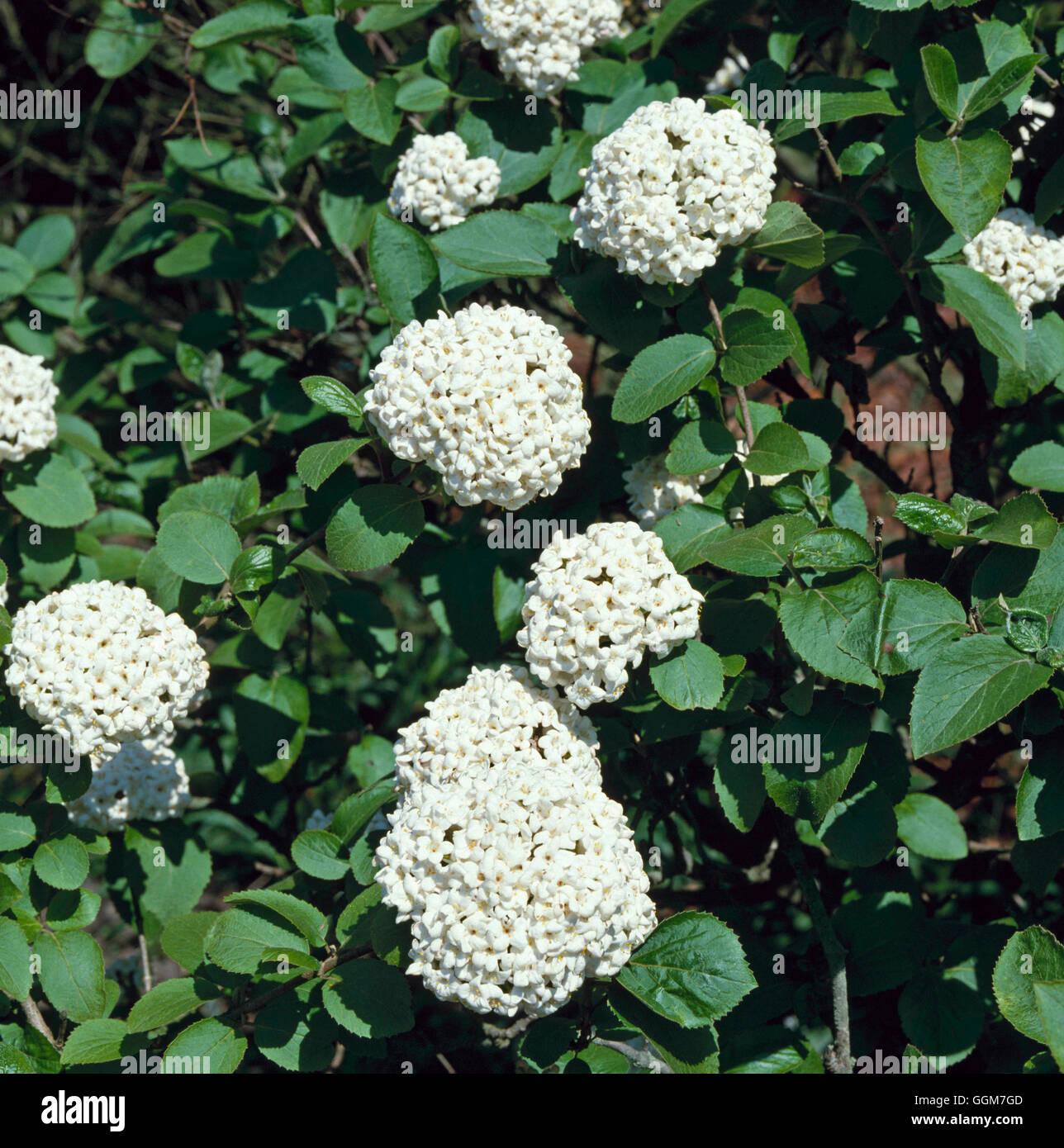 Viburnum Carlesii - View 20 from www redcrocus com