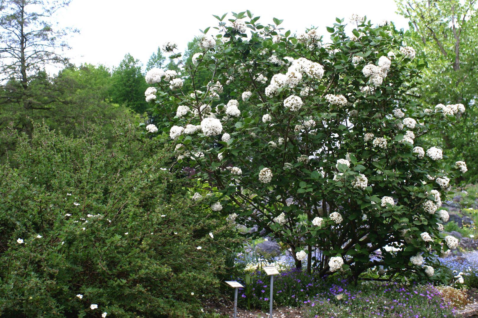 Viburnum Carlesii - View 21 from www redcrocus com