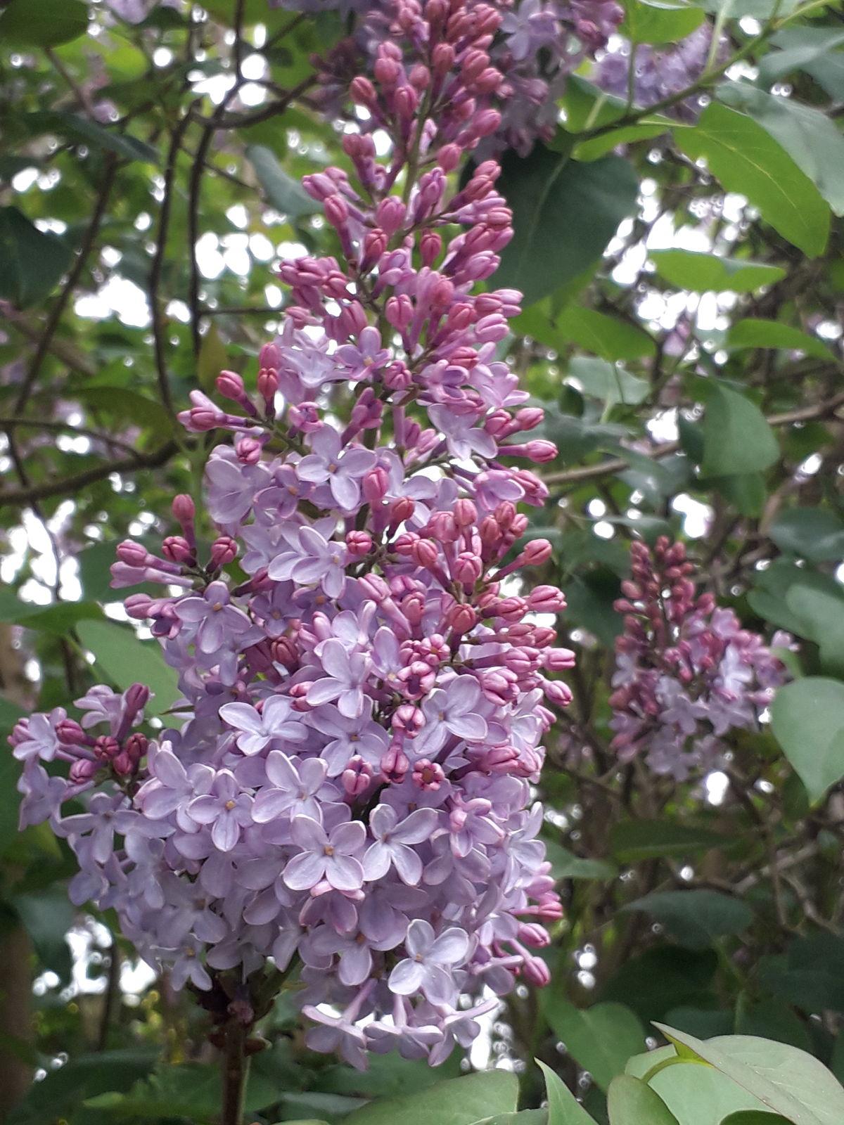 Syringa Vulgaris - View 13 from www redcrocus com