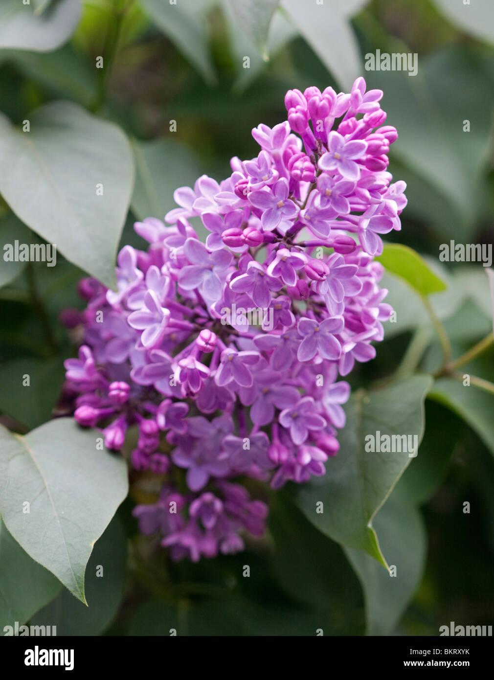 Syringa Vulgaris - View 14 from www redcrocus com