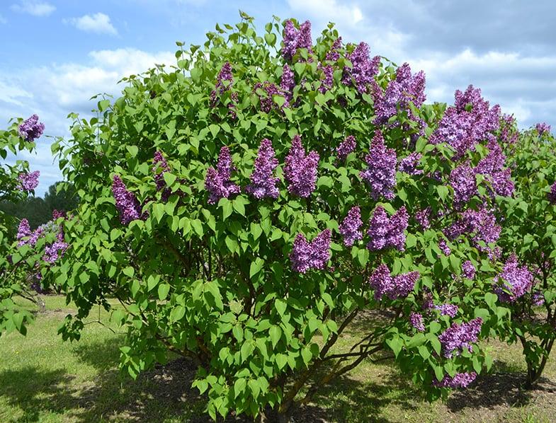 Syringa Vulgaris - View 2 from www redcrocus com