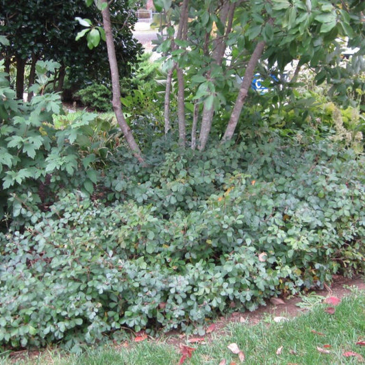 Rhus Aromatica Gro Low - View 10 from www redcrocus com