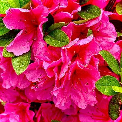 Azalea Girard S Renee Michelle - View 11 from www redcrocus com