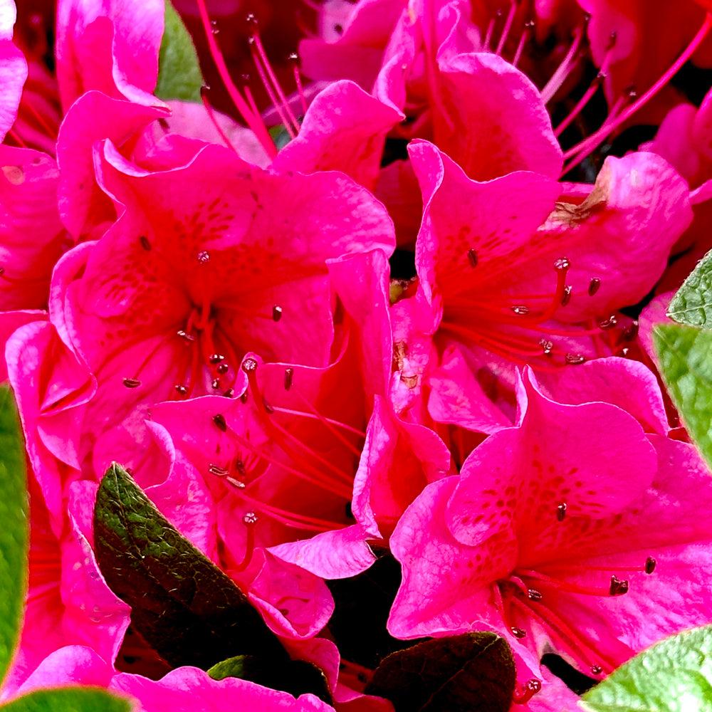 Azalea Girard S Renee Michelle - View 18 from www redcrocus com