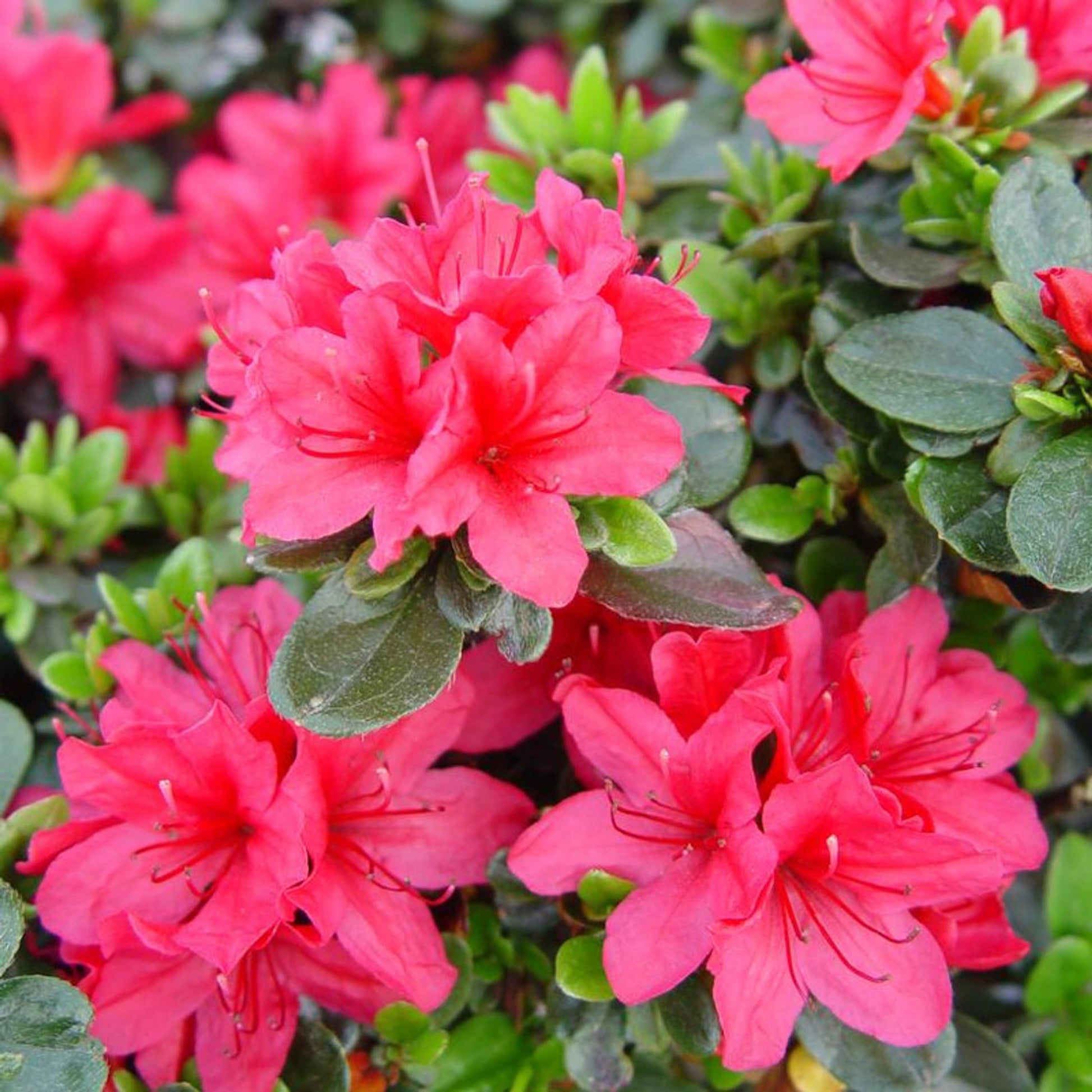Azalea Hino Crimson - View 6 from www redcrocus com