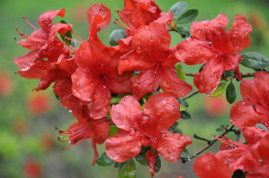 Azalea Stewartstonian - View 11 from www redcrocus com