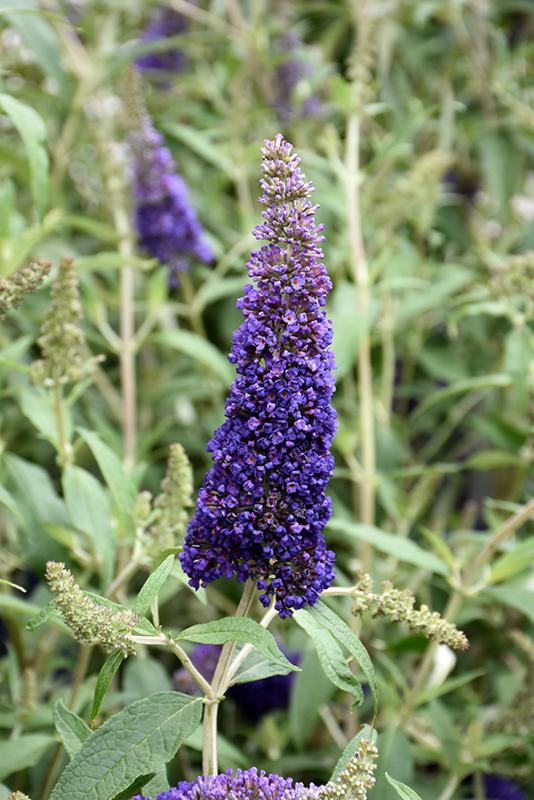 Buddleia Davidii Black Knight - View 11 from www redcrocus com