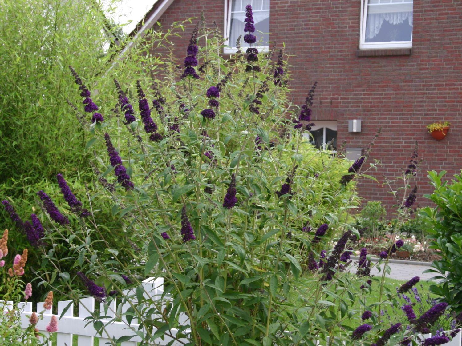 Buddleia Davidii Black Knight - View 15 from www redcrocus com
