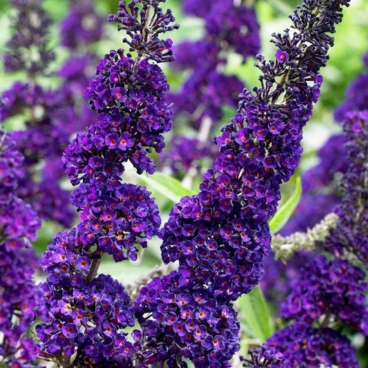 Buddleia Davidii Black Knight - View 1 from www redcrocus com
