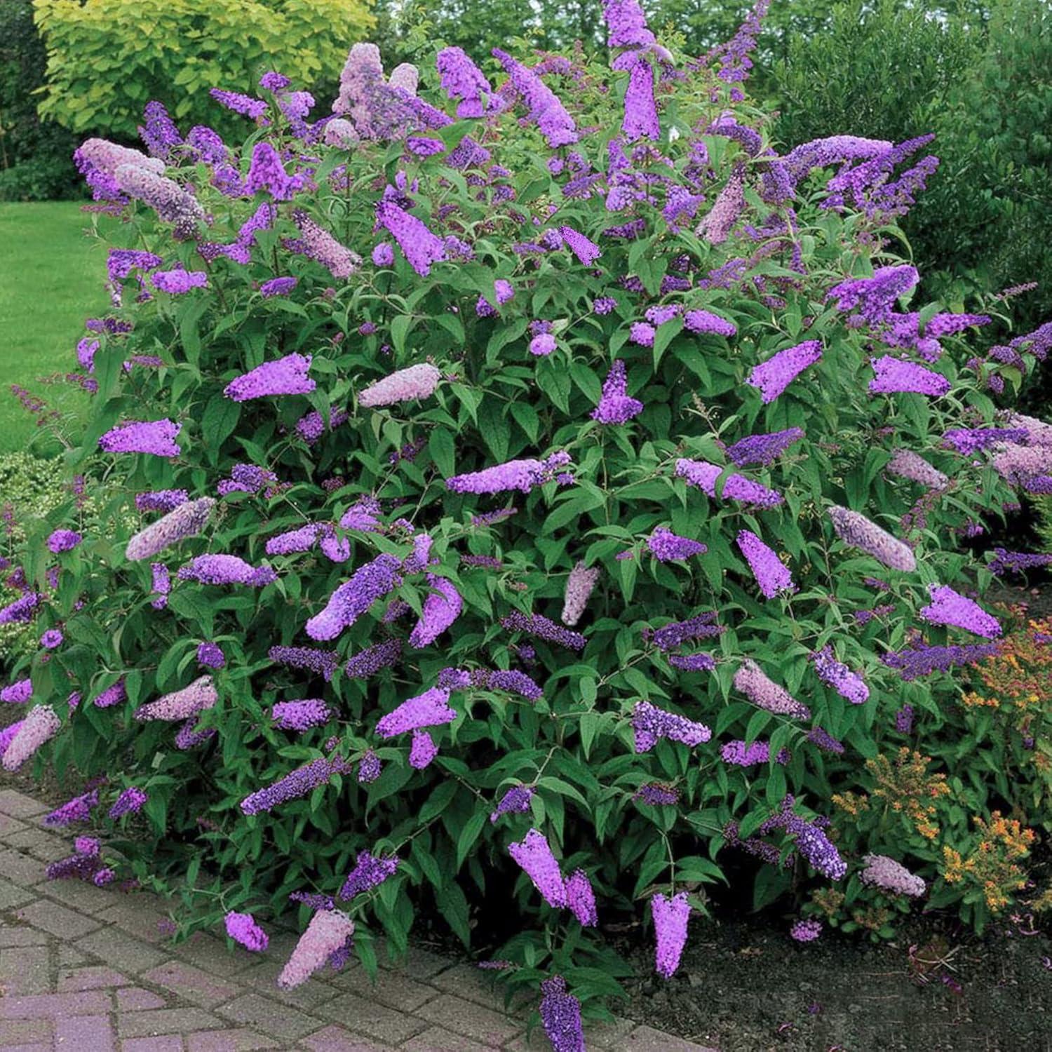 Buddleia Davidii Black Knight - View 2 from www redcrocus com