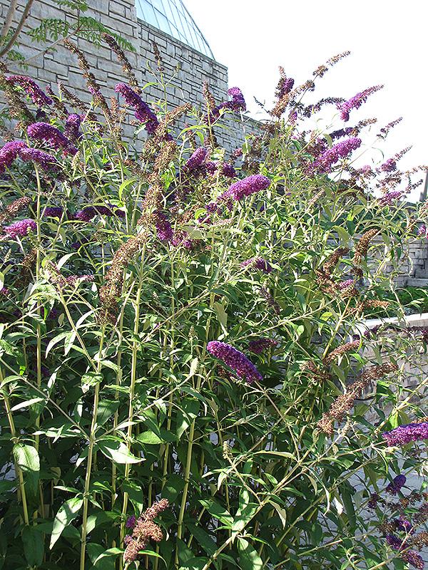 Buddleia Davidii Black Knight - View 4 from www redcrocus com