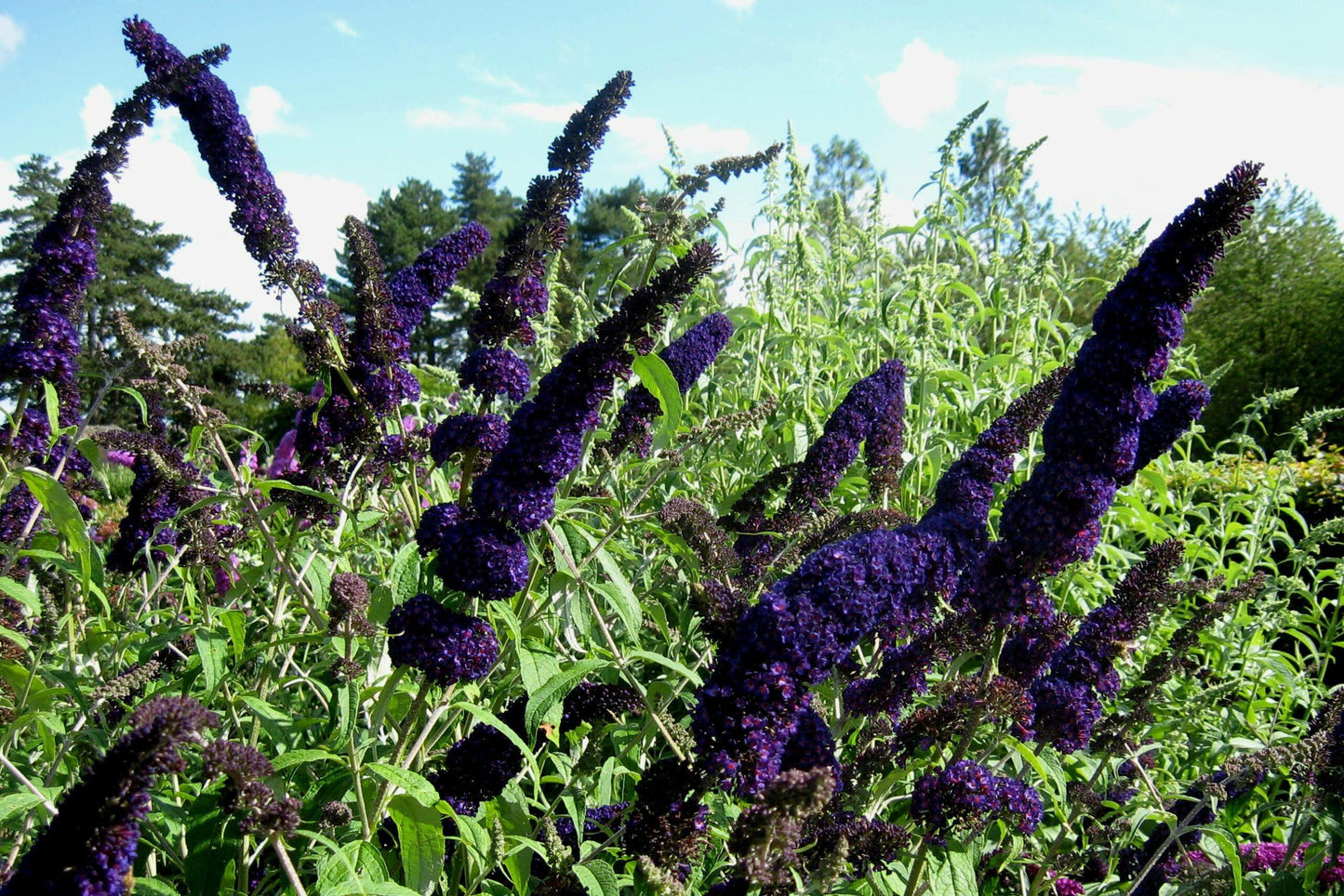 Buddleia Davidii Black Knight - View 5 from www redcrocus com