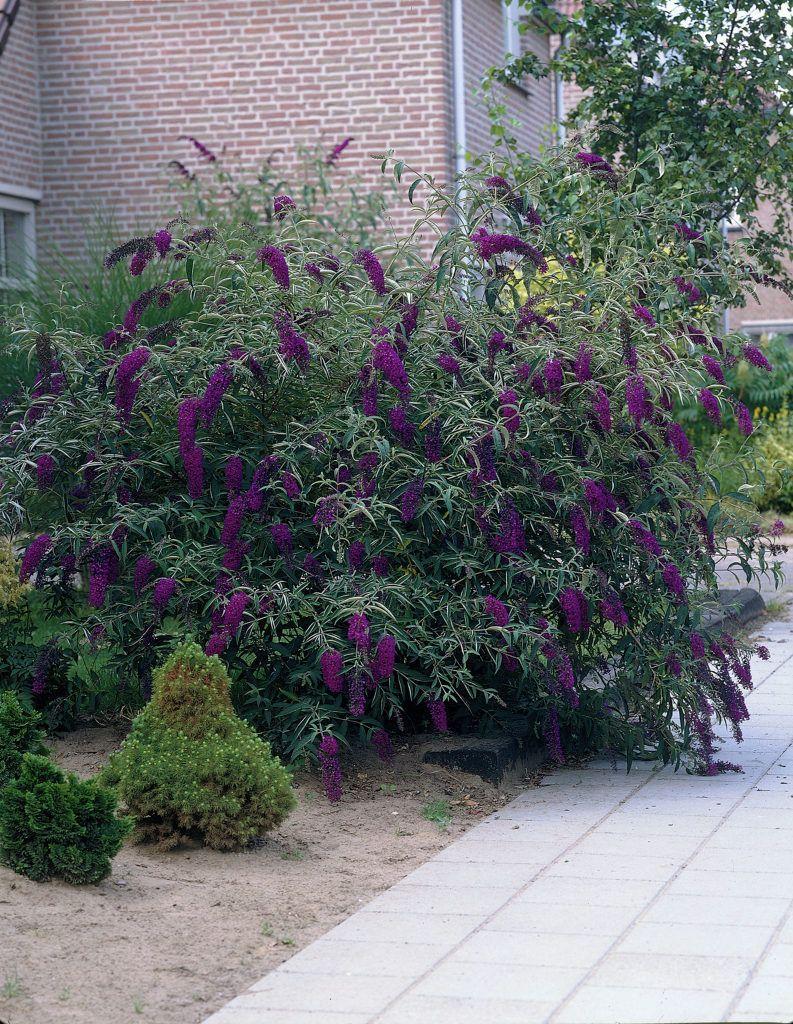 Buddleia Davidii Black Knight - View 6 from www redcrocus com