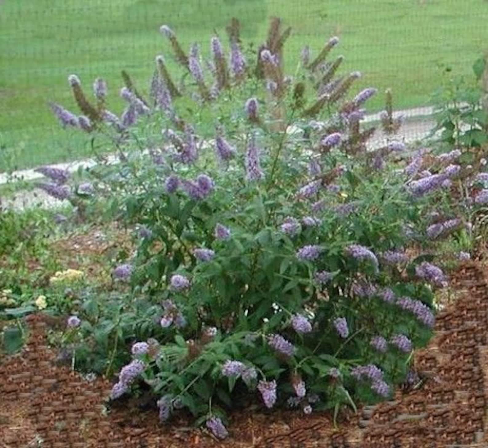 Buddleia Davidii 'black Knight' - View 10 from www redcrocus com