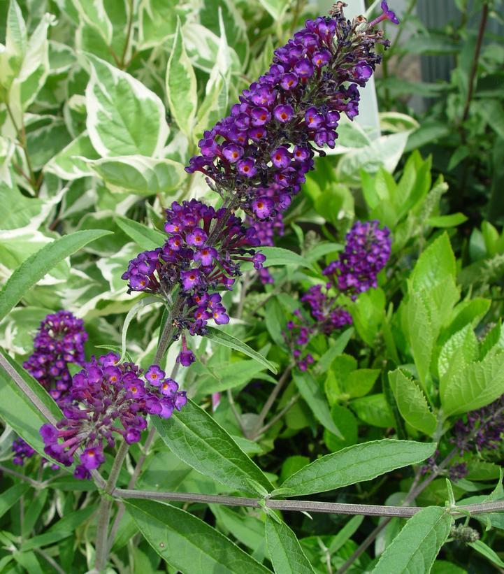 Buddleia Davidii 'black Knight' - View 12 from www redcrocus com