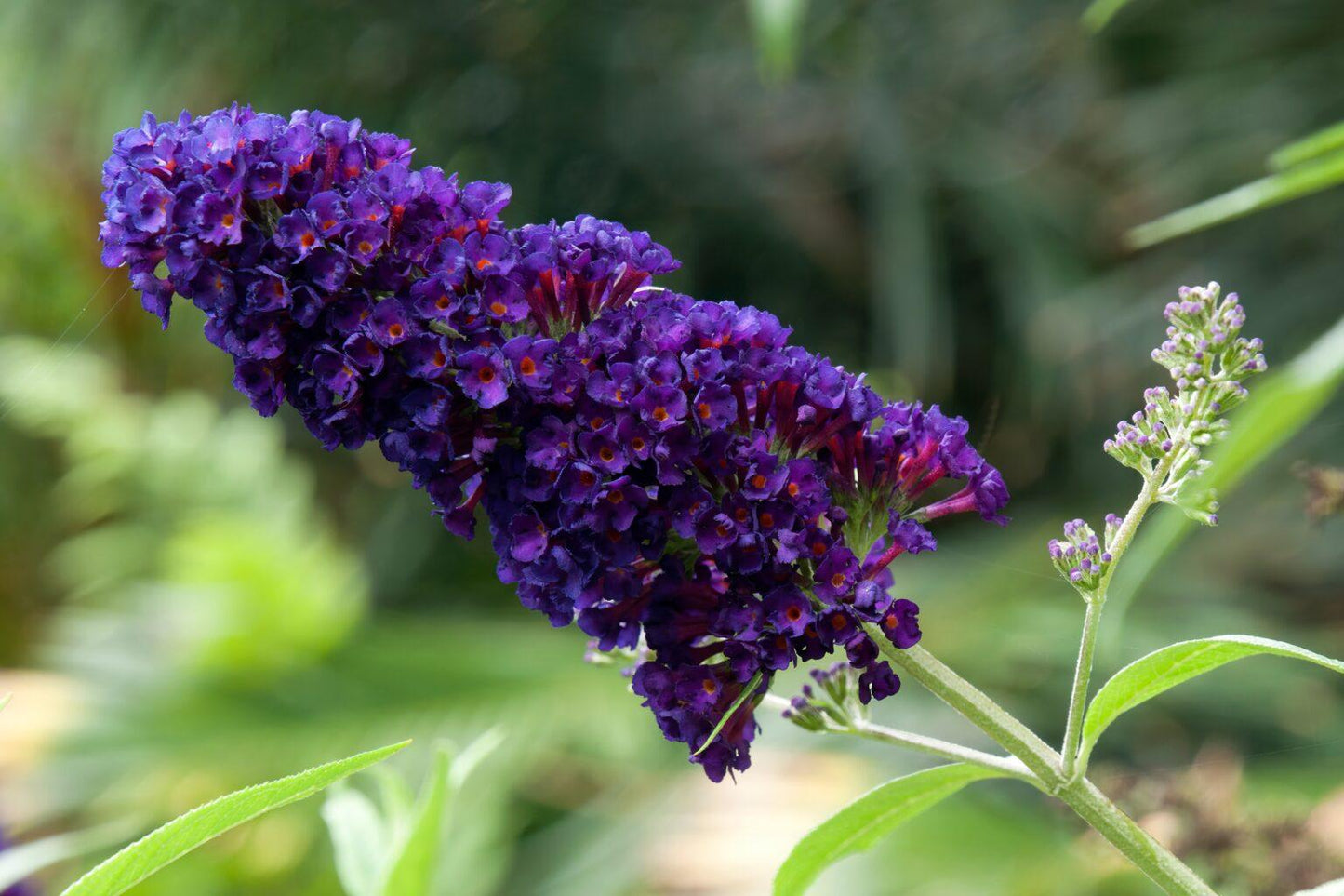 Buddleia Davidii 'black Knight' - View 4 from www redcrocus com