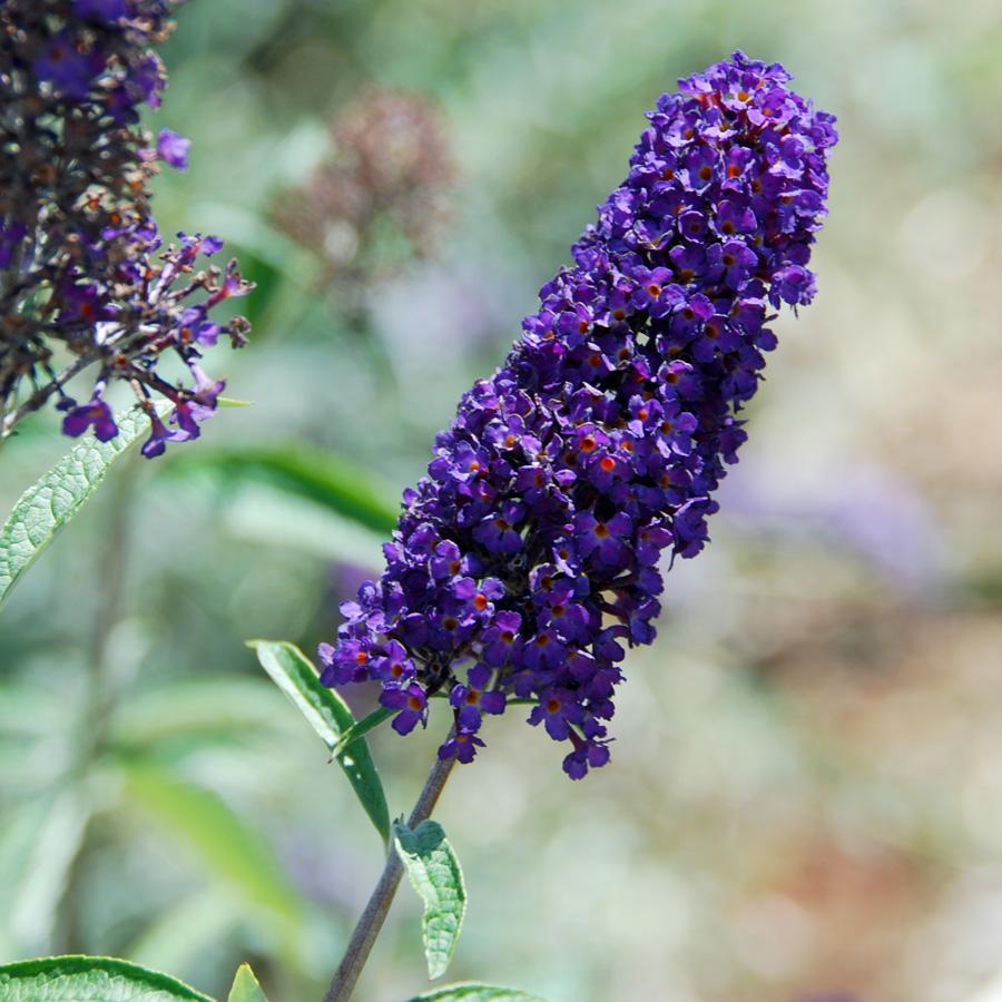 Buddleia Davidii 'black Knight' - View 5 from www redcrocus com