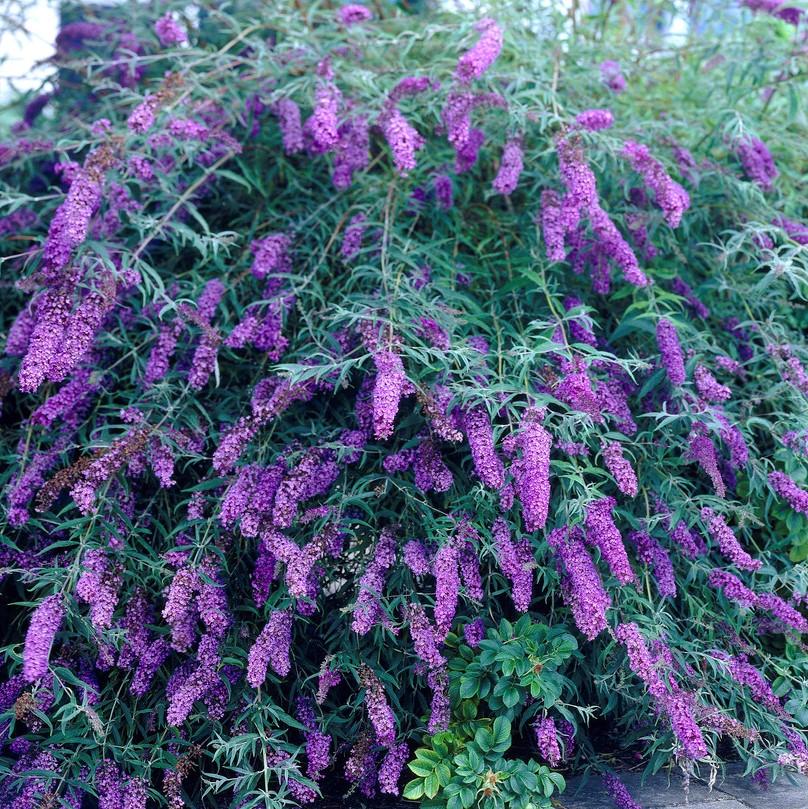 Buddleia Davidii 'black Knight' - View 8 from www redcrocus com