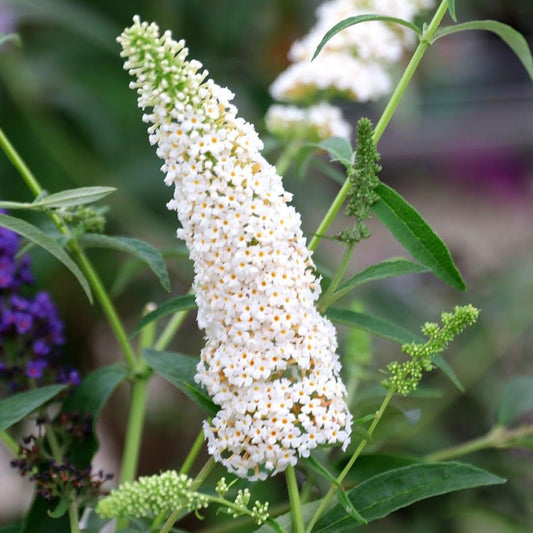 Buddleia Davidii White Profusion - View 1 from www redcrocus com