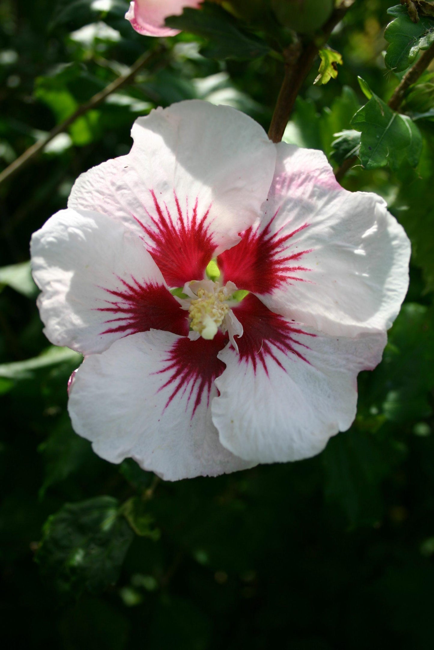 Hibiscus Syriacus 'red Heart' - View 11 from www redcrocus com