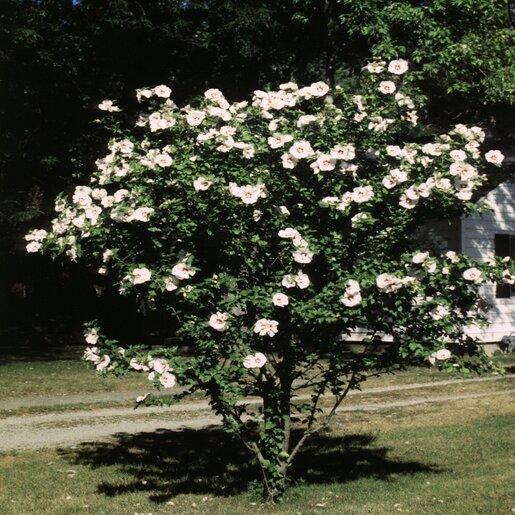 Hibiscus Syriacus 'red Heart' - View 12 from www redcrocus com