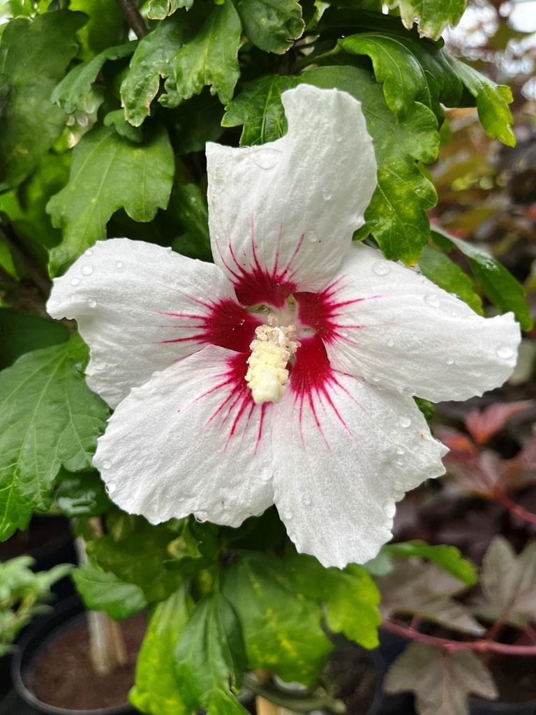 Hibiscus Syriacus 'red Heart' - View 13 from www redcrocus com