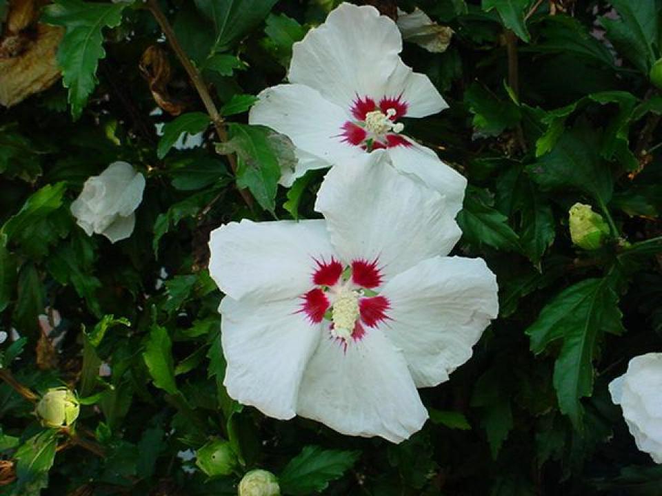 Hibiscus Syriacus 'red Heart' - View 15 from www redcrocus com