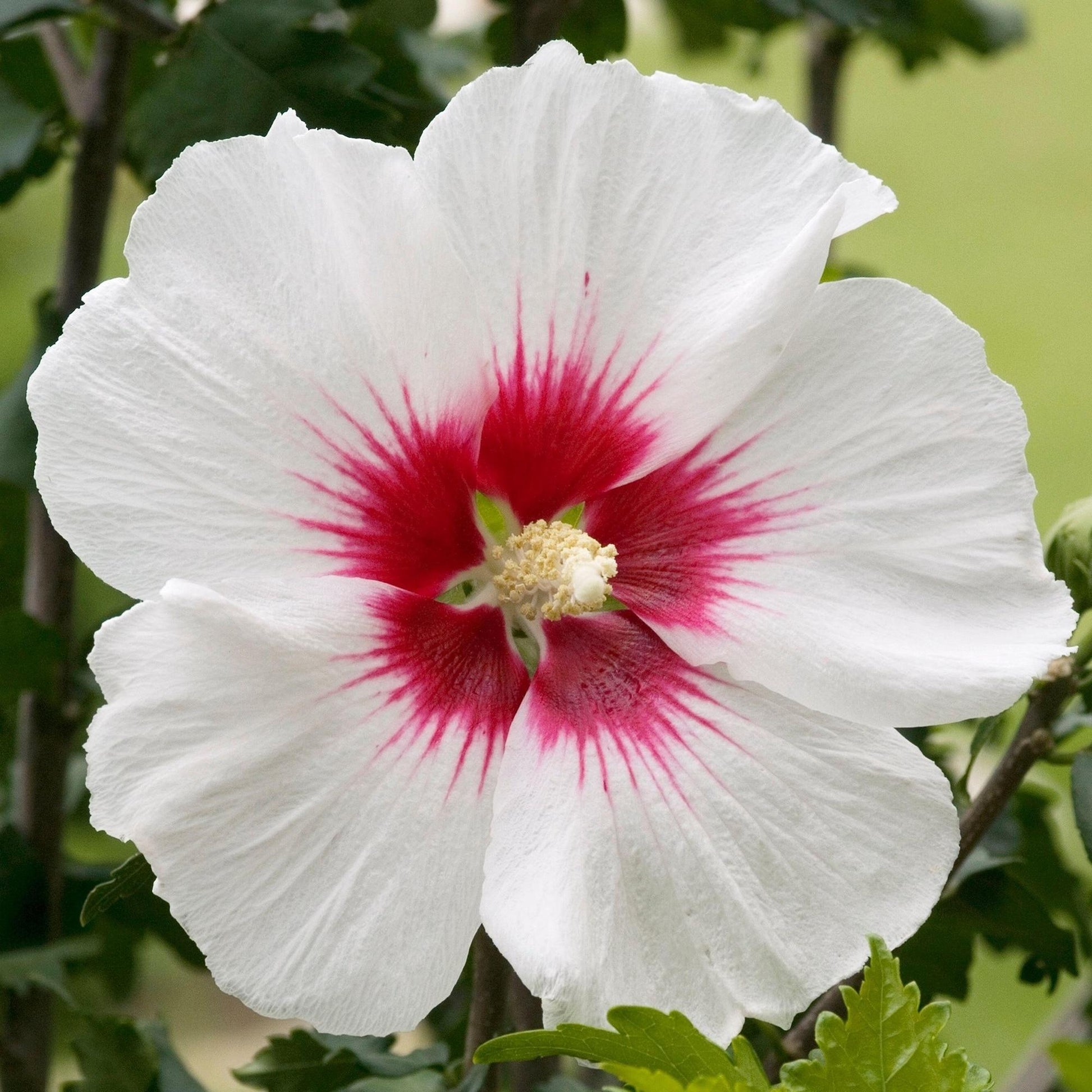 Hibiscus Syriacus 'red Heart' - View 16 from www redcrocus com