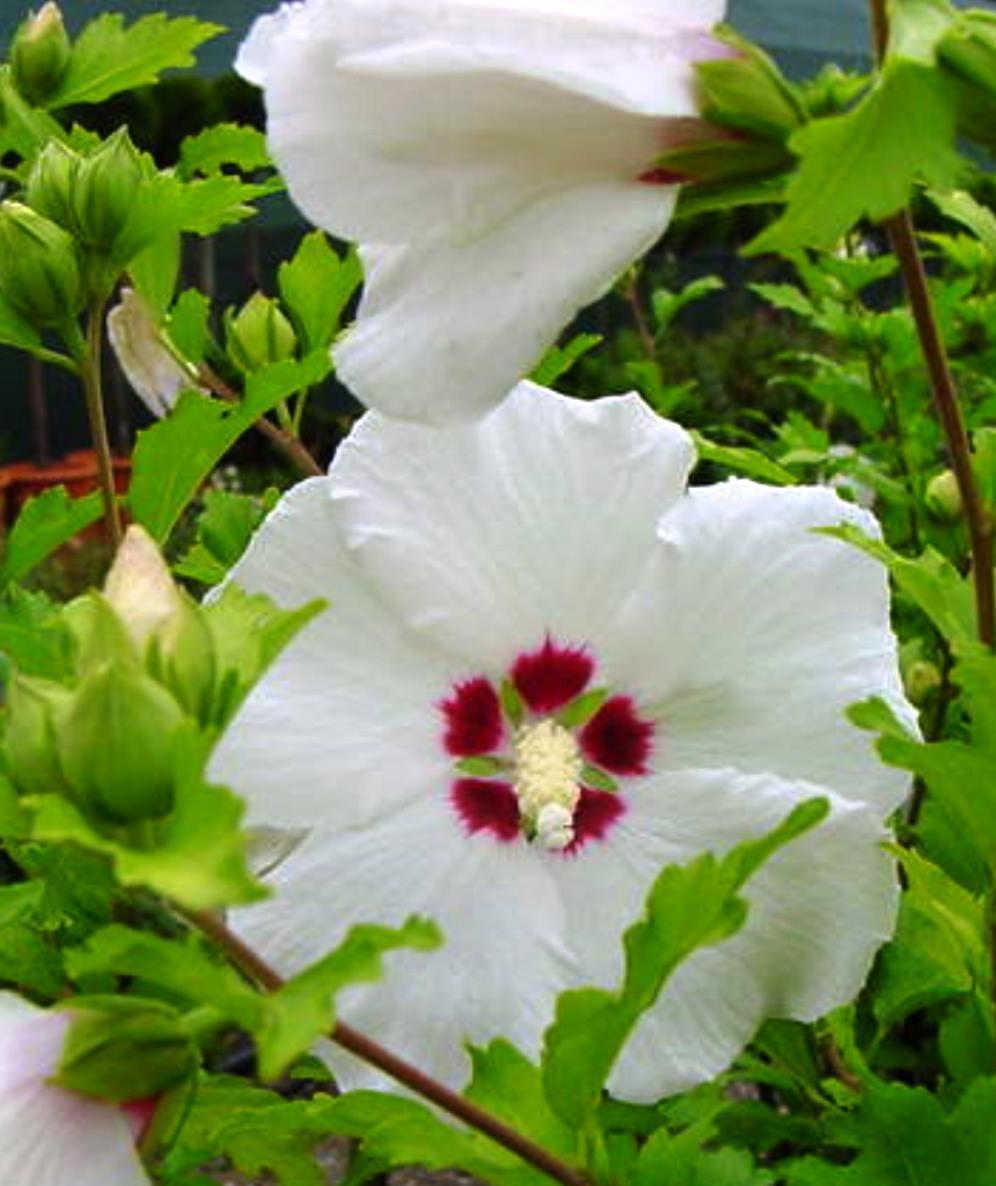 Hibiscus Syriacus 'red Heart' - View 20 from www redcrocus com