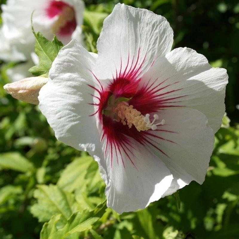 Hibiscus Syriacus 'red Heart' - View 5 from www redcrocus com
