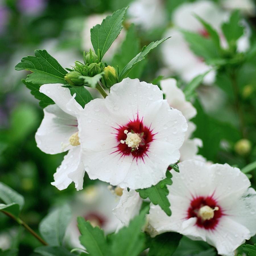 Hibiscus Syriacus 'red Heart' - View 6 from www redcrocus com