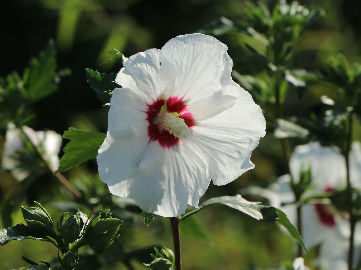 Hibiscus Syriacus 'red Heart' - View 8 from www redcrocus com