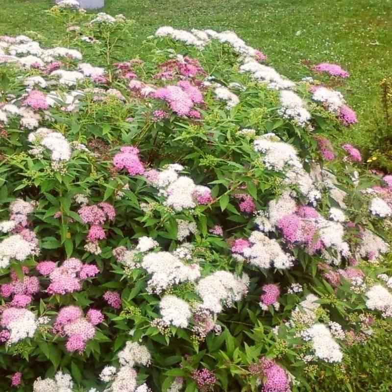 Spirea Japonica Shirobana - View 11 from www redcrocus com