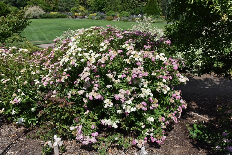 Spirea Japonica Shirobana - View 12 from www redcrocus com