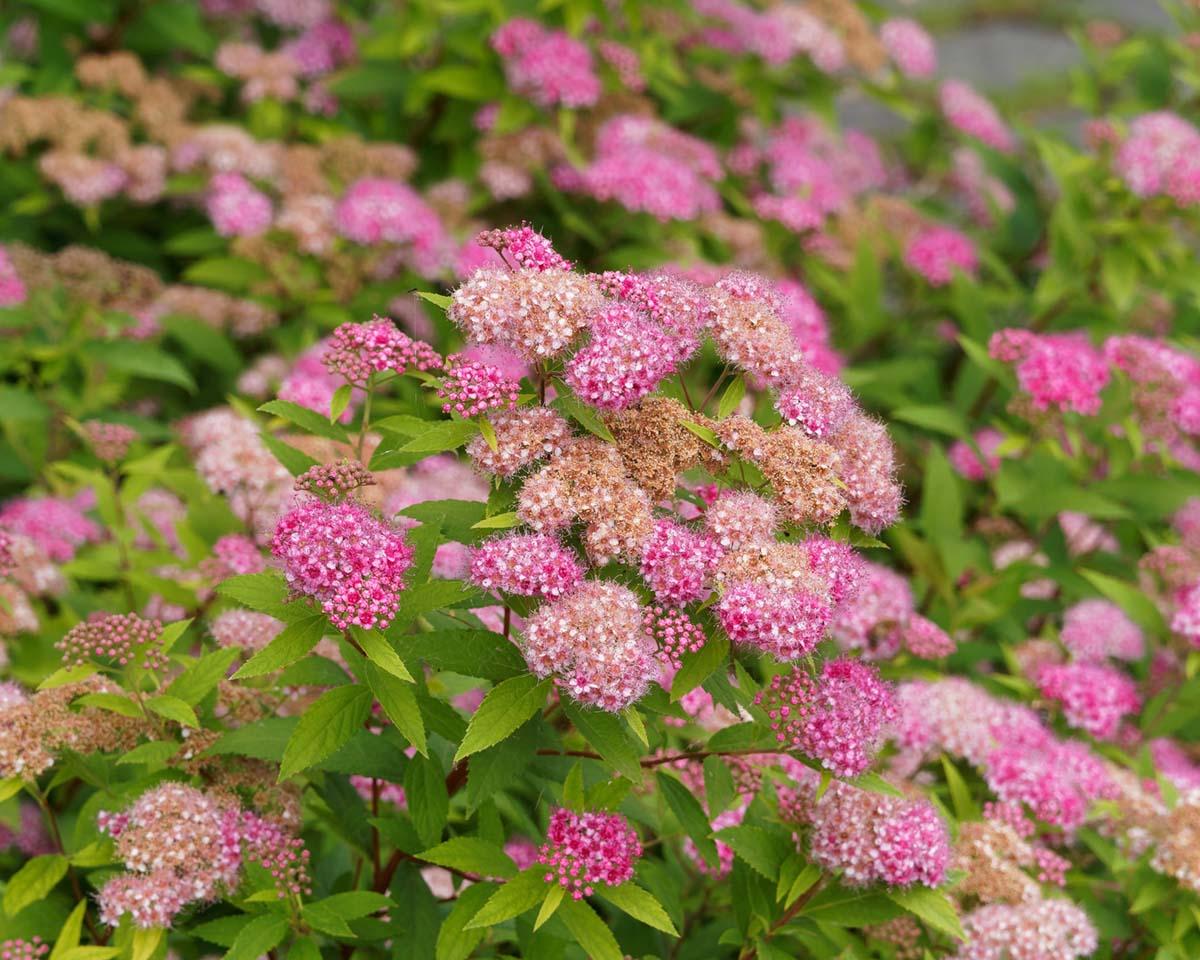 Spirea Japonica Shirobana - View 13 from www redcrocus com