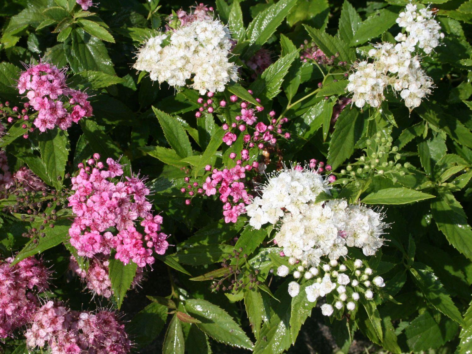 Spirea Japonica Shirobana - View 14 from www redcrocus com