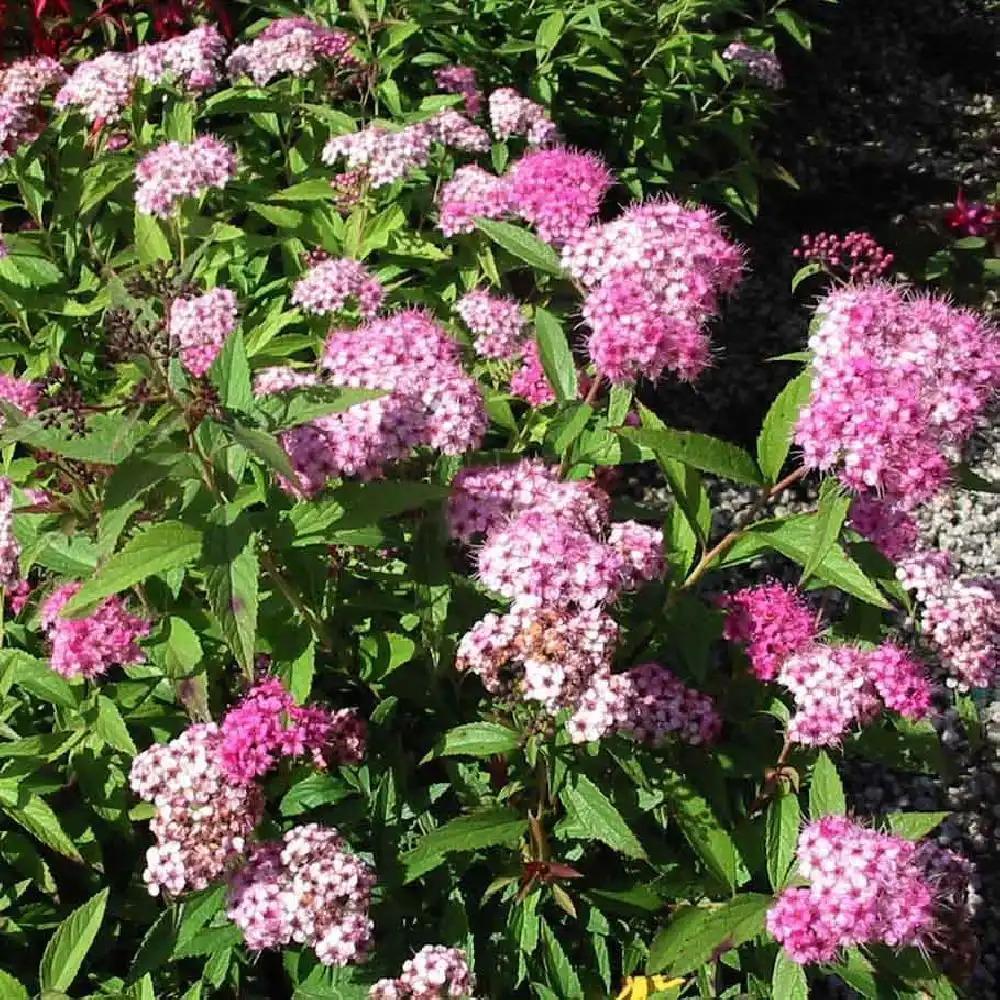 Spirea Japonica Shirobana - View 16 from www redcrocus com