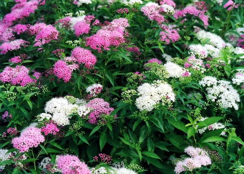 Spirea Japonica Shirobana - View 17 from www redcrocus com