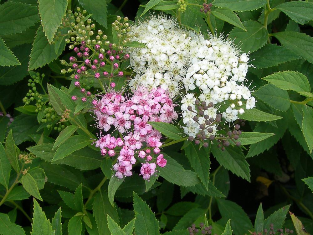 Spirea Japonica Shirobana - View 18 from www redcrocus com