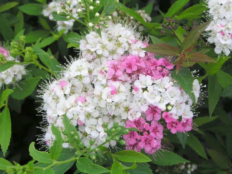 Spirea Japonica Shirobana - View 19 from www redcrocus com